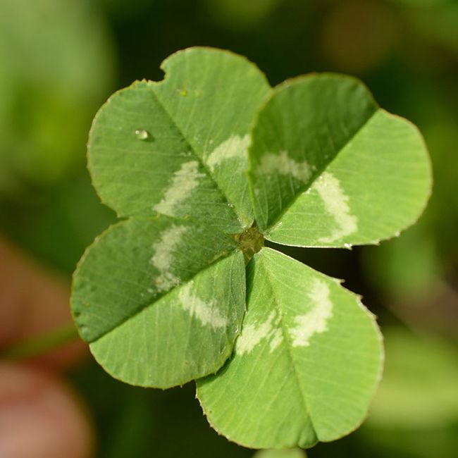 vierblättriges Kleeblatt-700