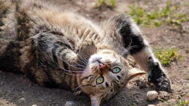 Die Rolle von Vitamin D für sportliche Leistung